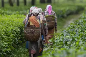 தோட்டத் தொழிலாளர்களுக்கு ஊதியம் வழங்கும் வர்த்தமானி இடைநிறுத்தம்