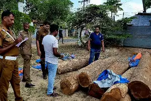 யாழ்.தென்மராட்சியில் சட்டவிரோதமான முறையில் கடத்திச் செல்லப்பட்ட மரக்குற்றிகளுடன் இருவர் கைது.