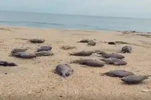 மட்டக்களப்பில் பல இடங்களில் ஒருவகை மீனினம் கடலிலிருந்து கரை ஒதுங்குகின்றது