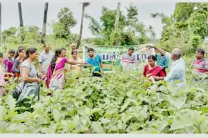 மட்டக்களப்பில் சங்கர்புரத்தில் சோயா மற்றும் சேதன மரக்கறிகளின் அறுவடையும், புதிய தொழில்நுட்ப விழிப்பூட்டல்...