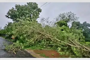 யாழ்.அல்வாய் வீரபத்திரர் கோவிலடிப் பகுதியில் மரம் ஒன்று வீதியின் குறுக்கே வீழ்ந்ததால்  போக்குவரத்து...