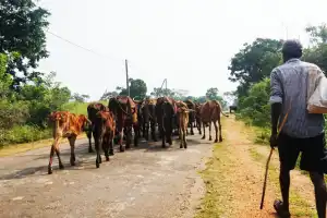 வவுனியாவில் பெரும் காடுகளில் மேய்ச்சல் தரைக்கு உகந்த பல ஏக்கர் கணக்கான இடங்களில் இராணுவம் முகாம்...