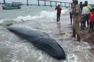 இராமநாதபுரம் அருகே பாம்பன் கடற்கரையில் 2 டன் எடையும் 18 அடி நீள திமிங்கலம் ஒன்று இறந்து கரை ஒதுங்கியது.