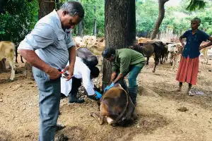 யாழில் கால்நடை வைத்திய அதிகாரி பிரிவில் விலங்குகளில் இருந்து இரத்த மாதிரிகள் பெறும் நடவடிக்கை முன்னெடுப்பு