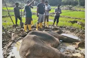 வவுனியாவில் சுகவீனமடைந்த நிலையில் மீட்கப்பட்ட காட்டு யானைக்கு தொடர்ந்தும் சிகிச்சையளிக்கப்பட்டு...