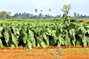 யாழில் புகையிலையைச் செய்கையாளர்களிடம் கடனுக்கு கொள்வனவு செய்து, 5 கோடி ரூபாவுக்கும் மேல் நிலுவையில்...