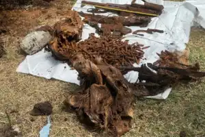 வவுனியா இறம்பைக்குளம் பகுதியில் பழுதடைந்த நிலையில் காணப்பட்ட இரு துப்பாக்கிகள் மற்றும் ரவைகள் பொலிஸாரால் மீட்பு